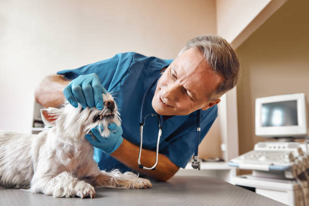 Best Emergency Dental Extractions in Newark, IL